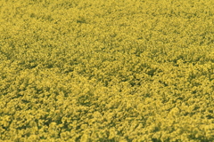 黄色い絨毯