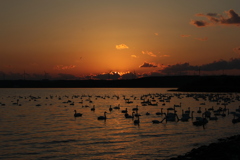 白鳥と渡り鳥の夕暮れ(風車バージョン)