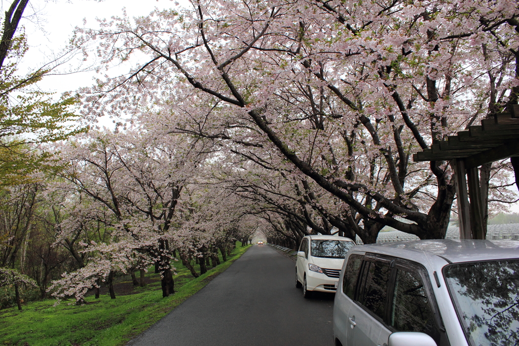 桜のトンネル