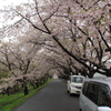 桜のトンネル