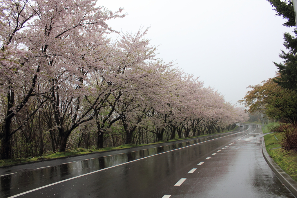 桜並木！？