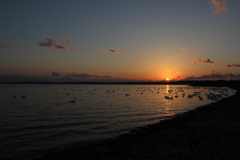 白鳥と渡り鳥の夕暮れ