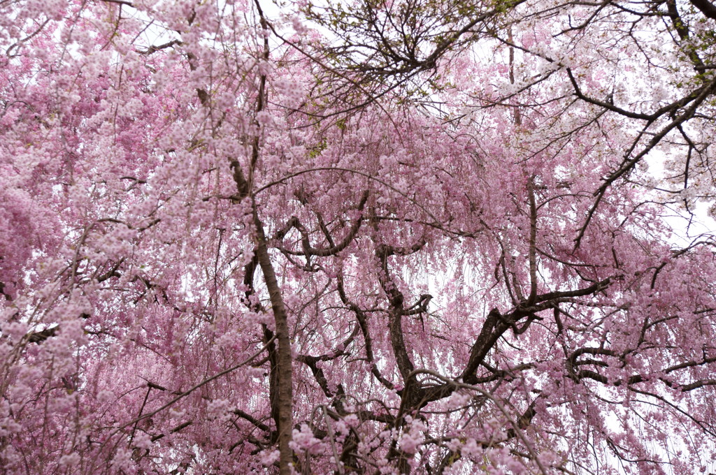 原谷苑の桜・その1