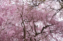 原谷苑の桜・その1