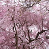 原谷苑の桜・その1