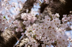 万博公園の桜・その6