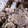 万博公園の桜・その6