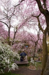 原谷苑の桜・その2