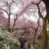 原谷苑の桜・その2