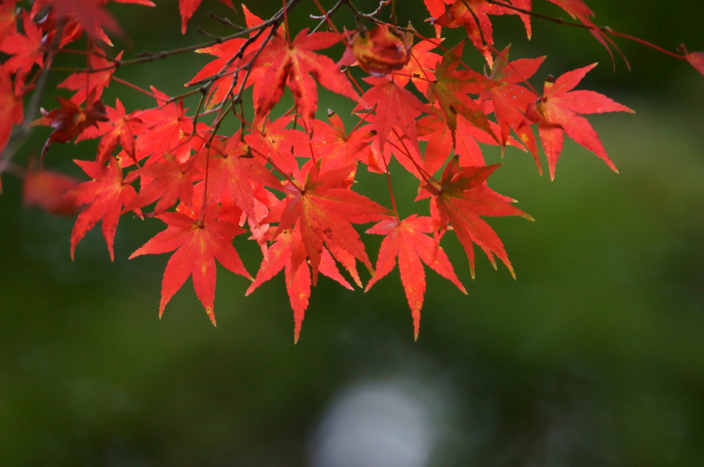 透け紅葉