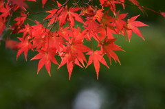 透け紅葉