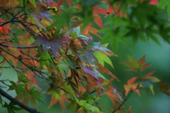 これから紅葉します