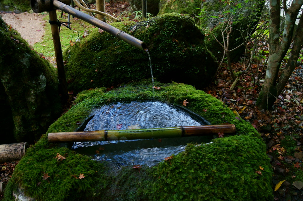 苔だらけ