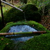 苔だらけ