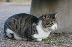 ベンチ下に潜む猫