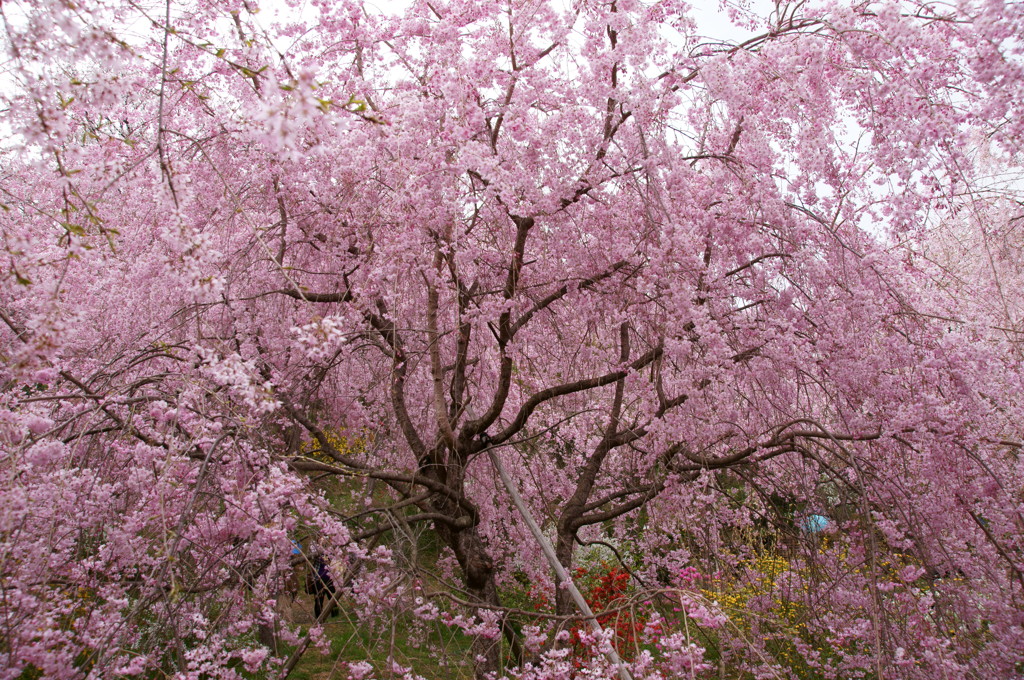 原谷苑の桜・その11