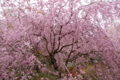 原谷苑の桜・その11
