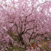 原谷苑の桜・その11