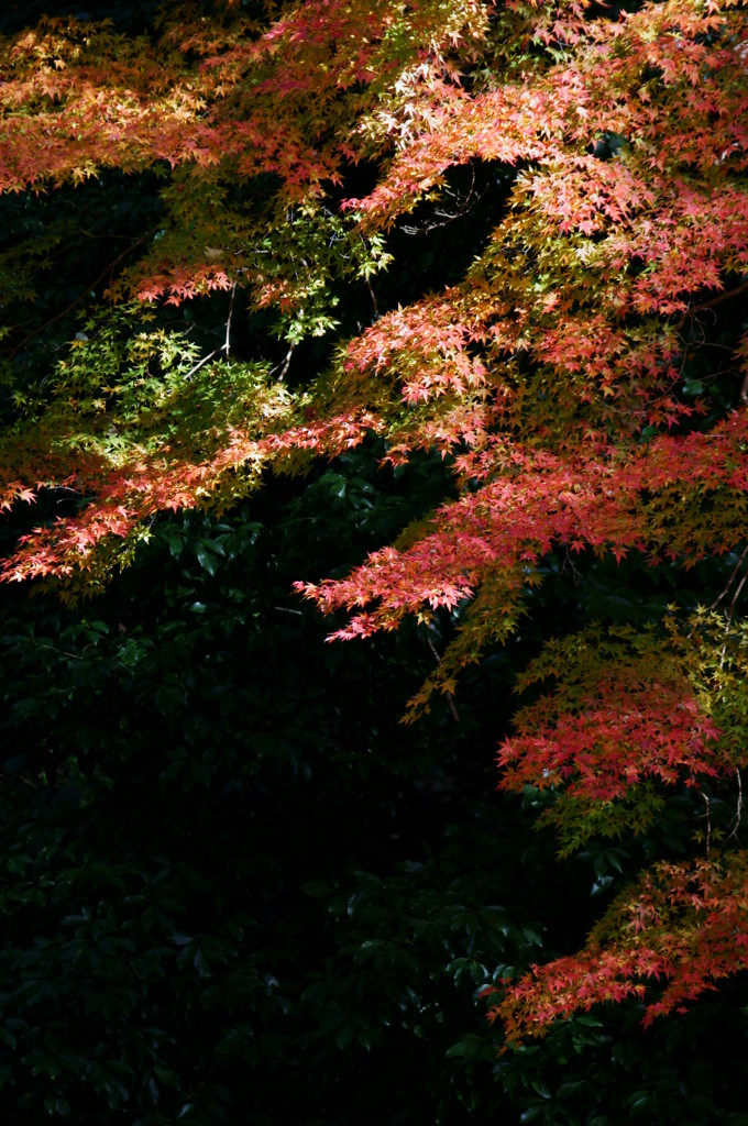 箕面の紅葉