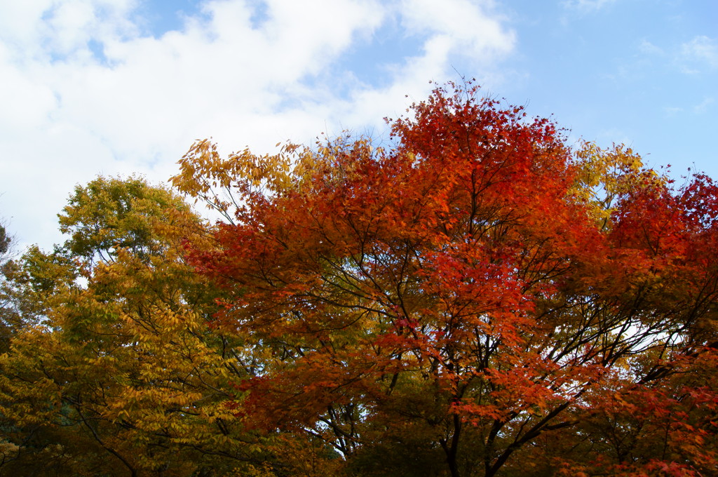 青空と紅葉