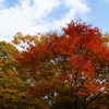 青空と紅葉