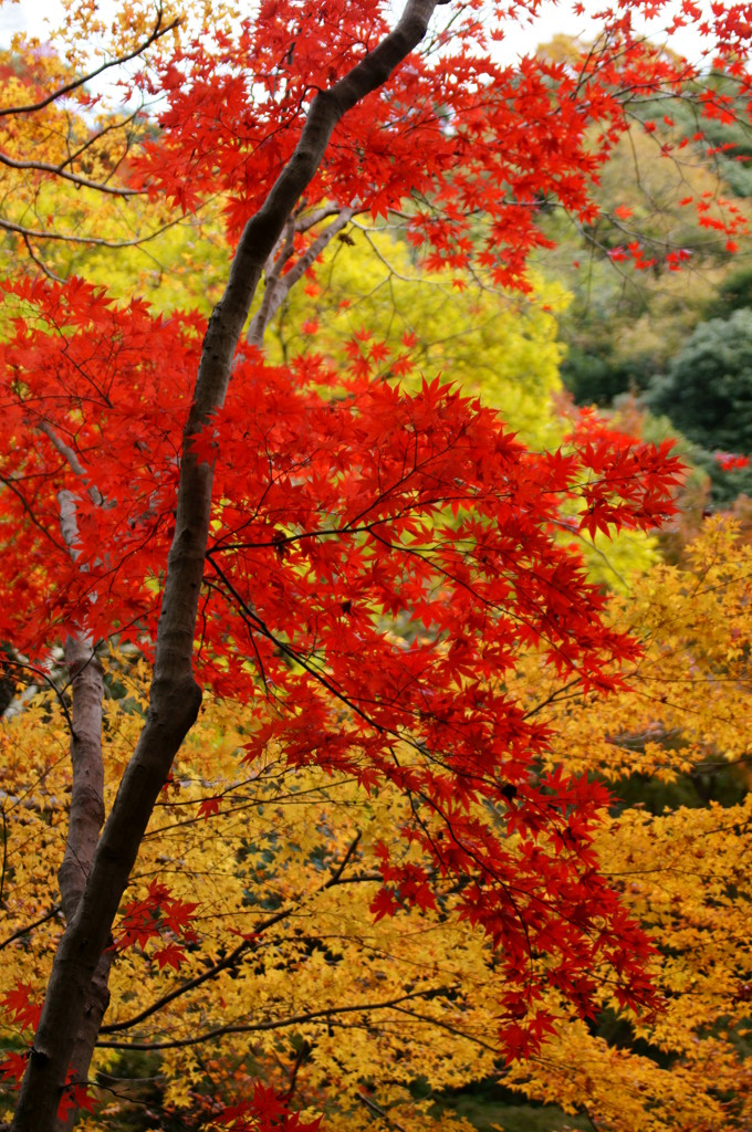 箕面の紅葉