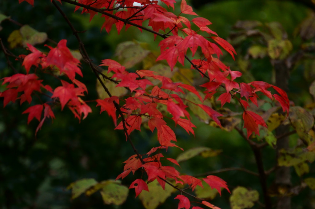 紅葉