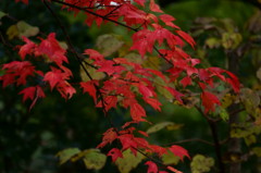 紅葉