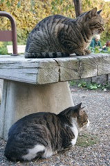 二階建て猫