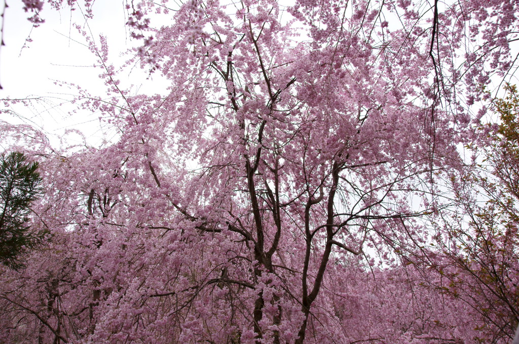 原谷苑の桜・その9