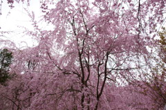 原谷苑の桜・その9