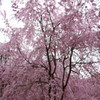 原谷苑の桜・その9