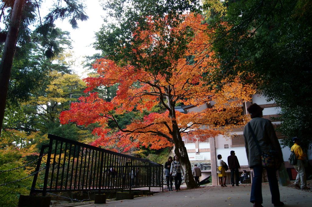 鞍馬寺の紅葉