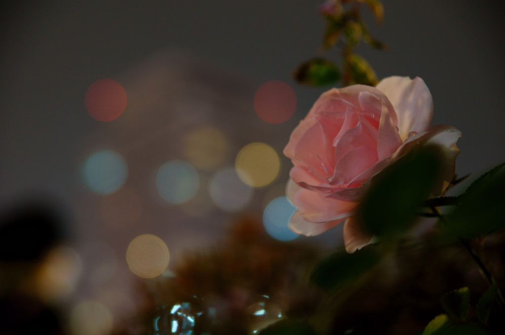 夜のバラ