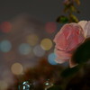 夜のバラ