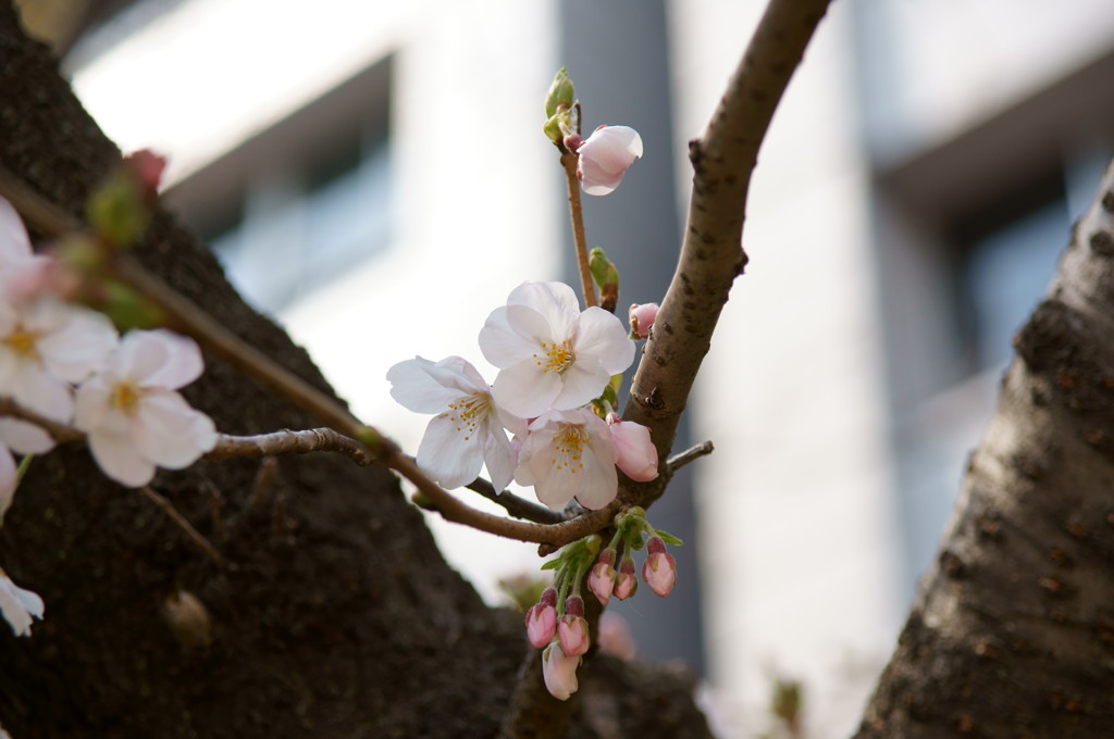 うつぼ公園の桜その4