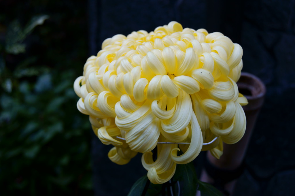 菊