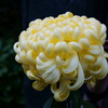 菊
