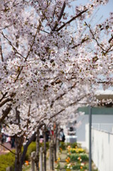 万博公園の桜・その2