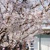 万博公園の桜・その2