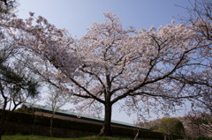 万博公園の桜・その9