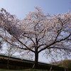 万博公園の桜・その9