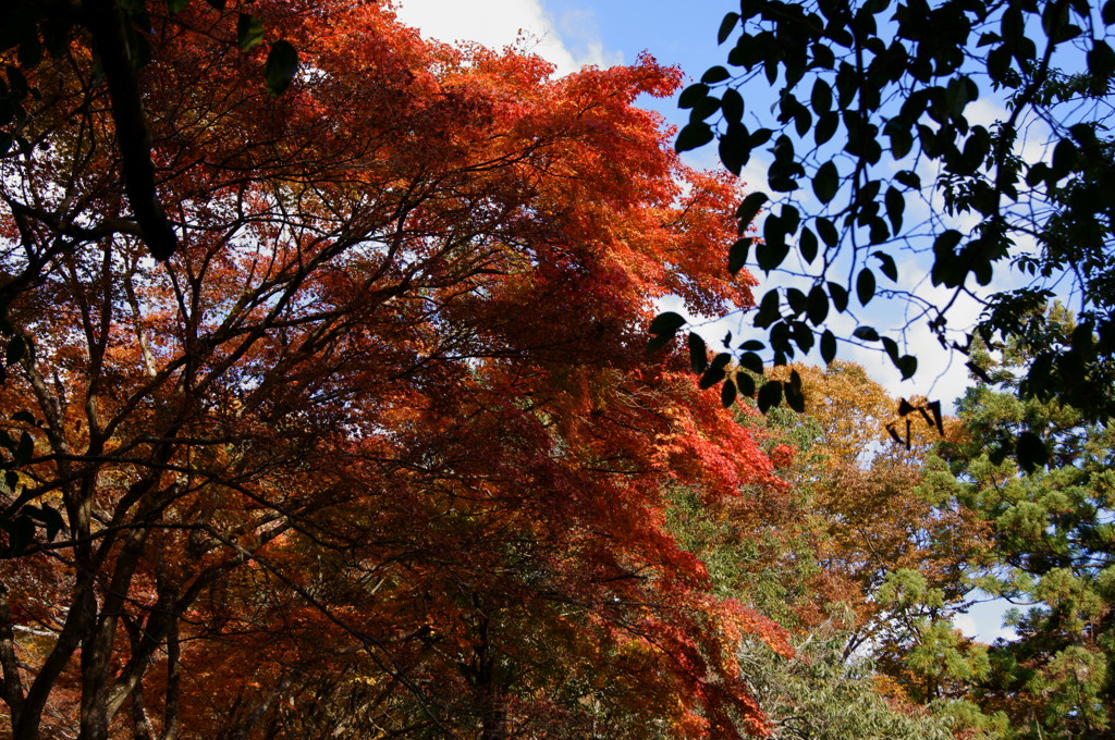 紅葉する大木