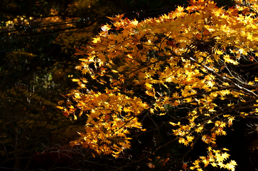 箕面の紅葉