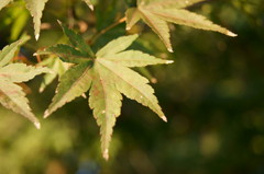これから紅くなります。