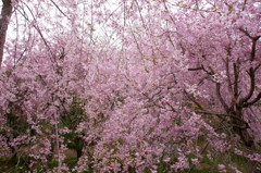 原谷苑の桜・その12