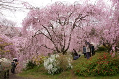 原谷苑の桜・その3