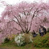 原谷苑の桜・その3