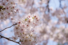 万博公園の桜・その7