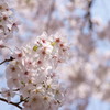 万博公園の桜・その7